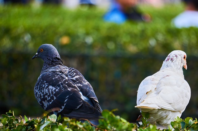 pigeons-different