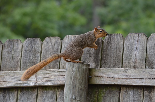 squirrel-escape