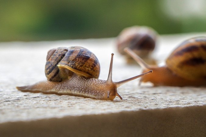 snails-slow